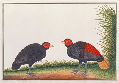 Fagiano Crestless, da Disegni di Uccelli di Malacca, c.1805-18 da Chinese School